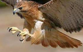 pin by صقر الصحراء falcon desert on صور للصقور المميزة animals animals wild birds wallpaper hd