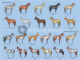 A horse coat color that has the sooty trait is characterized by black or darker hairs mixed into a horse's coat, typically concentrated along the topline of the horse and less prevalent on the underparts. Horse Color Chart Picture Art Prints And Posters By William Rossin Artflakes Com