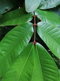 Image result for Gilbertiodendron dewevrei