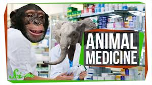6 Natural Medicines Maybe Used By Animals Zoopharmacognosy Animal Medicine Animals Online Student