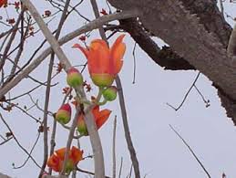 Image result for Agelanthus terminaliae