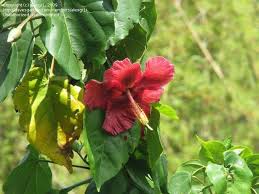 Image result for Thespesia