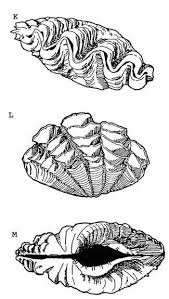 Below are some free printable clam coloring pages in vector format for kids to print and color. Giant Clam Drawing Cheaper Than Retail Price Buy Clothing Accessories And Lifestyle Products For Women Men