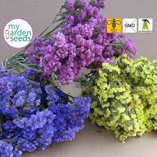 Statice Seeds Limonium Seeds Sea Lavander 100 By Mygardenseeds Statice Flower Floral Gardening Dried Flowers