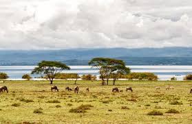 Lake naivasha is a freshwater lake in kenya, outside the town of naivasha in nakuru county, which lies north west of nairobi. Lake Naivasha Safariguru