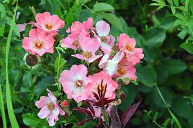 One of the reasons for the plant's popularity is its long bloom time. Small Pale Pink Flowers And Green Leaves Photograph By Oana Unciuleanu