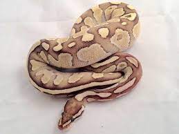 Butter Fire Morph List World Of Ball Pythons Ball Python Ball Python Morphs Pet Snake