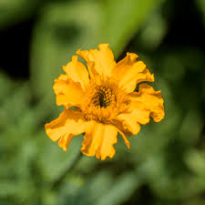Image result for Tagetes erecta