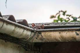 Hausmittel, um marder zu vertreiben, zielen vor allem auf die empfindlichen sinnesorgane der tiere. Wenn Der Marder Im Haus Ist Mardermittel