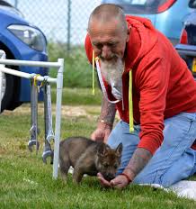 Later, it became known to the public as the super dog program. Puppy Culture Miyax