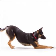 Um diesen trick zu üben, brauchst du die hilfe von deinen geschwistern oder eltern: Tolle Hundetricks Zum Nachmachen