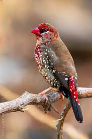Birds Of The Same Feather Flock Together Meaning In Hindi Pin On Birds