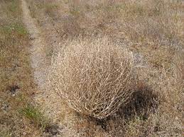The remnants of various mounted animals, a wagon wheel chandelier, and an office upstairs. Tumbleweed Wiktionary