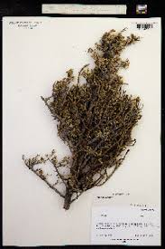 Image result for Viscum shirense