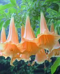 Image result for Brugmansia