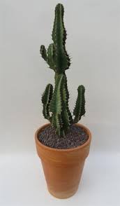 Image result for Euphorbia cooperi