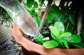 Check spelling or type a new query. Comment Arroser Ses Plantes Avec Une Bouteille A L Envers