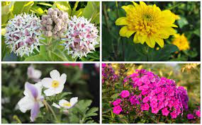 Perennials are ornamental landscape plants that live for more than two years. 10 Perfect Oklahoma Perennials Garden Lovers Club