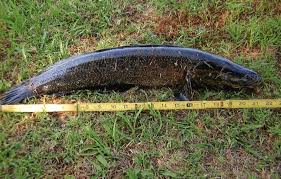 They are fierce predators and can breathe in air. Snakeheads Found In Two Eastern Shore Ponds