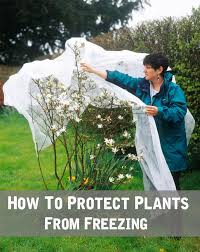 Your garden will warm up more during the day if it slopes toward the sun. How To Protect Plants From Freezing How To Protect Plants From Freezing Protect Plants From Freezing Outside Plants