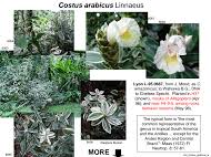 Image result for Siphonochilus brachystemon