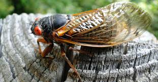 Cicadas, insects that dwell underground and emerge every 17 years, are about to burst on the after 17 years underground, three species of the brood x cicadas will emerge this spring on the east coast. An Expected Summer Swarm Of Cicadas This Summer 94 7 Qdr