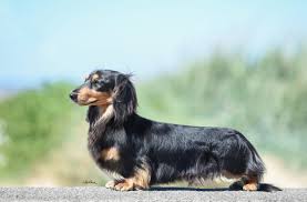 Check spelling or type a new query. Zarcrest Miniature Longhaired Dachshunds And American Cocker Spaniels