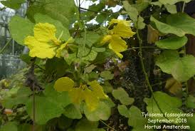 Image result for Tylosema fassoglensis