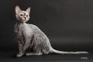 Available Lykoi Cats and Devon Rex Cats & kittens • NadaCatz