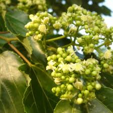 Grown for its unusual edible stems, which taste like raisins. Buy Japanese Raisin Tree Hovenia Dulcis 15 Seeds Online Seeds Hobbyseeds Store