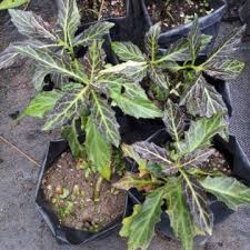 Image result for Gynura pseudochina