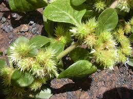 Image result for Alternanthera pungens