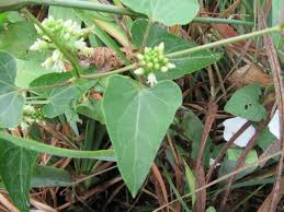 Image result for Cynanchum obtusifolium