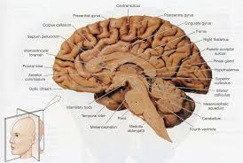 Woman holds a model of a human brain in her hands on june 1, 2019 in cardiff, united kingdom. Sagittal Section Of Brain Diagram Image Of A Longitudinal Section Of A Human Brain The Human Brain Brain Diagram Brain Anatomy Human Brain Anatomy