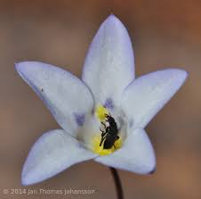 Image result for Wahlenbergia androsacea
