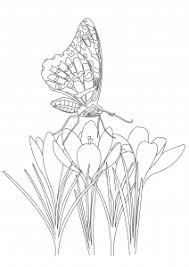 Search through 623,989 free printable colorings at getcolorings. Butterflies Coloring Pages For Adults