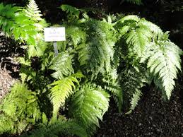 Image result for Arachniodes webbiana