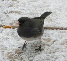 Birds Of Western New York State Nj Bird Photos Birds Of New Jersey December 28 2008 Bird Photo Backyard Birds Bird