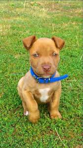 Cutie Red Nose Red Nose Pitbull Puppies Pitbull Puppies Puppies