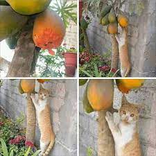 Menakjubkan 30 gambar buah betik kartun gambar kartun ku. Ej La Eren Jaeger2 Profil Pinterest