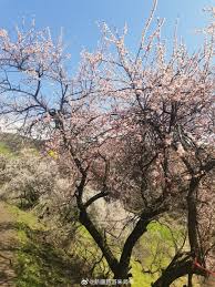 伊犁吐尔根野杏花迎春_新浪新闻
