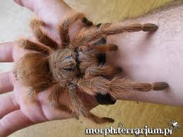 Its palpal bulb and tibial apophysis are similar in shape to species of nhandu lucas, 1983. Nhandu Tripepii L3 1 5cm X10 Spiders Online