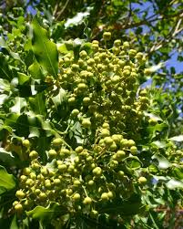 Image result for Vepris