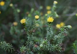 Image result for Pycnostachys ciliata