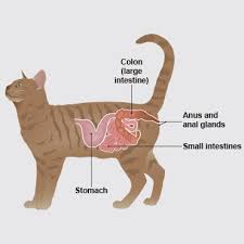 None of the rectal swabs produced infectious virus. Blood In Cat Poo Pdsa