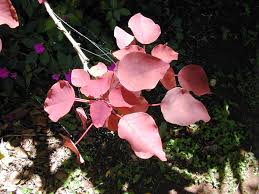 Image result for Euphorbia cotinifolia