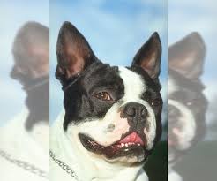 Boston terriers for sale in ohio boston terriers in ohio. Boston Terrier Puppies For Sale Near Mount Vernon Ohio Usa Page 1 10 Per Page Puppyfinder Com