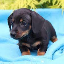 Find dachshund puppies and breeders in your area and helpful dachshund information. Countryside Home Of Adorable Dogs And Puppies Home Facebook