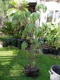 Pin On Begonia S
