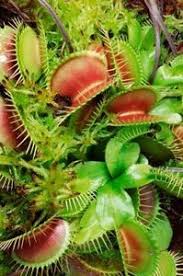 Carnivorous Plants In Terrariums Ehow Plants Closed Terrarium Plants Carnivorous Plants